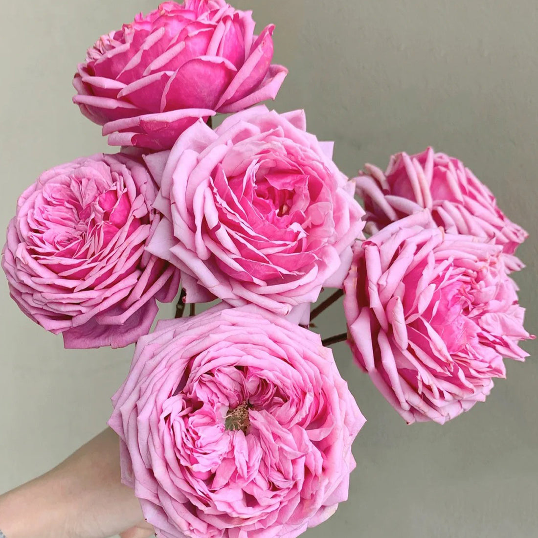 Yua Japanese Florist Shrub Rose