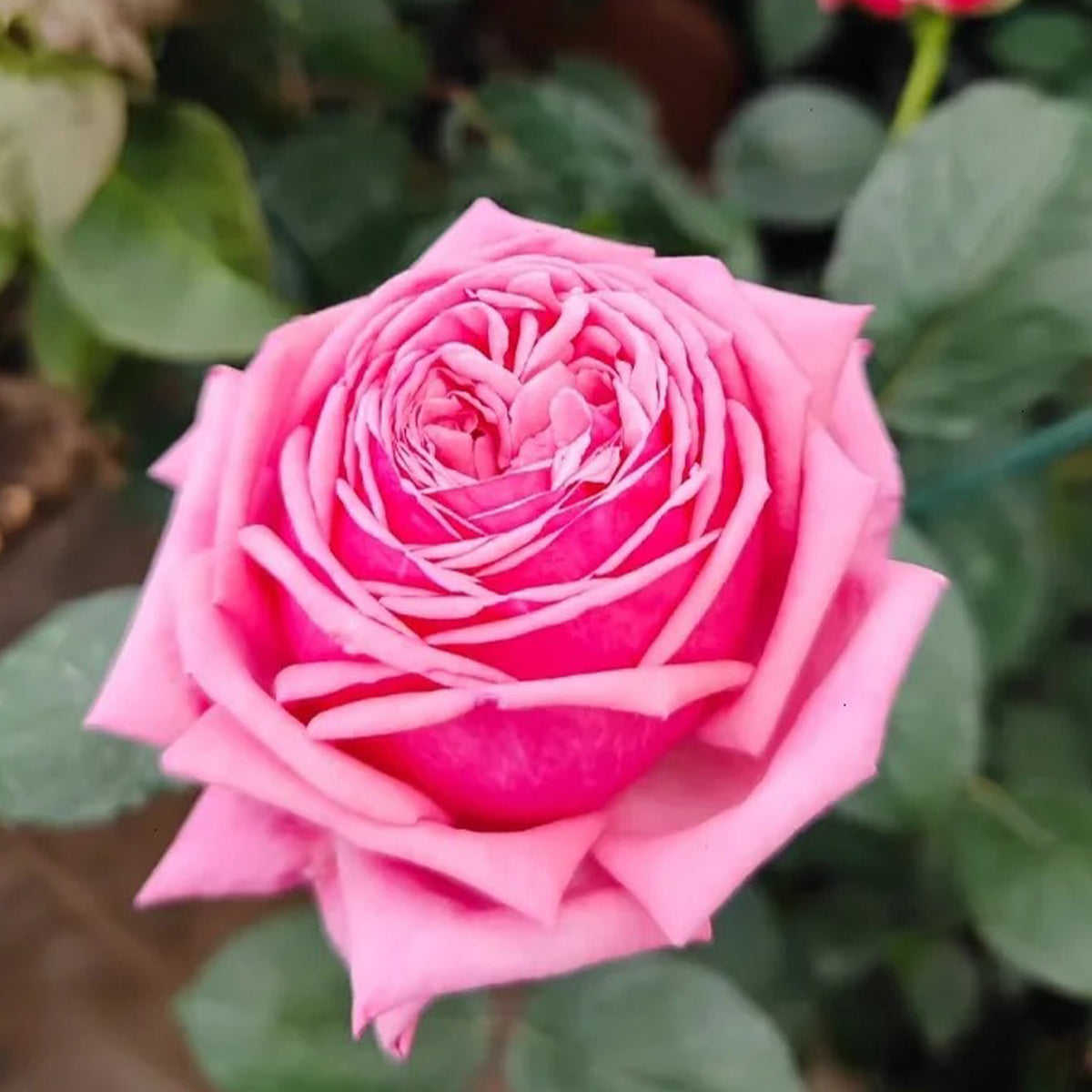 Yua Japanese Florist Shrub Rose