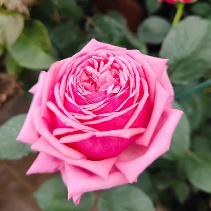 Yua Japanese Florist Shrub Rose