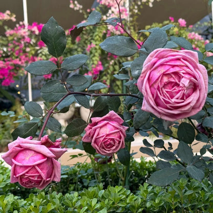 Yua Japanese Florist Shrub Rose