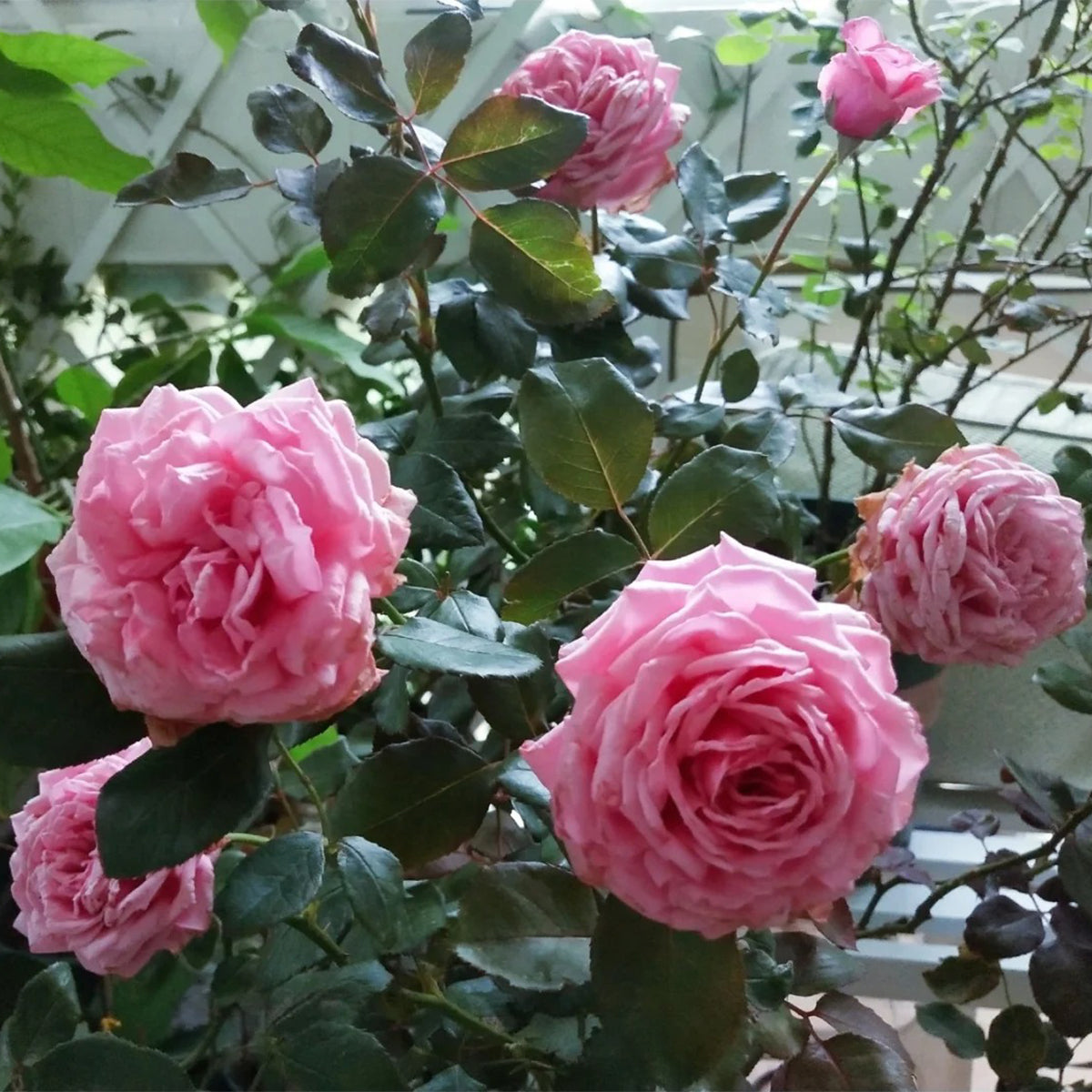 Yua Japanese Florist Shrub Rose