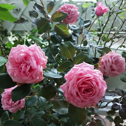 Yua Japanese Florist Shrub Rose