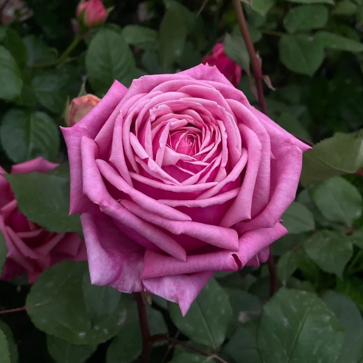 Yua Japanese Florist Shrub Rose