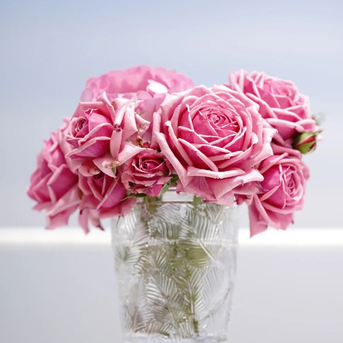 Yua Japanese Florist Shrub Rose