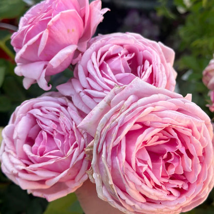 Yua Japanese Florist Shrub Rose