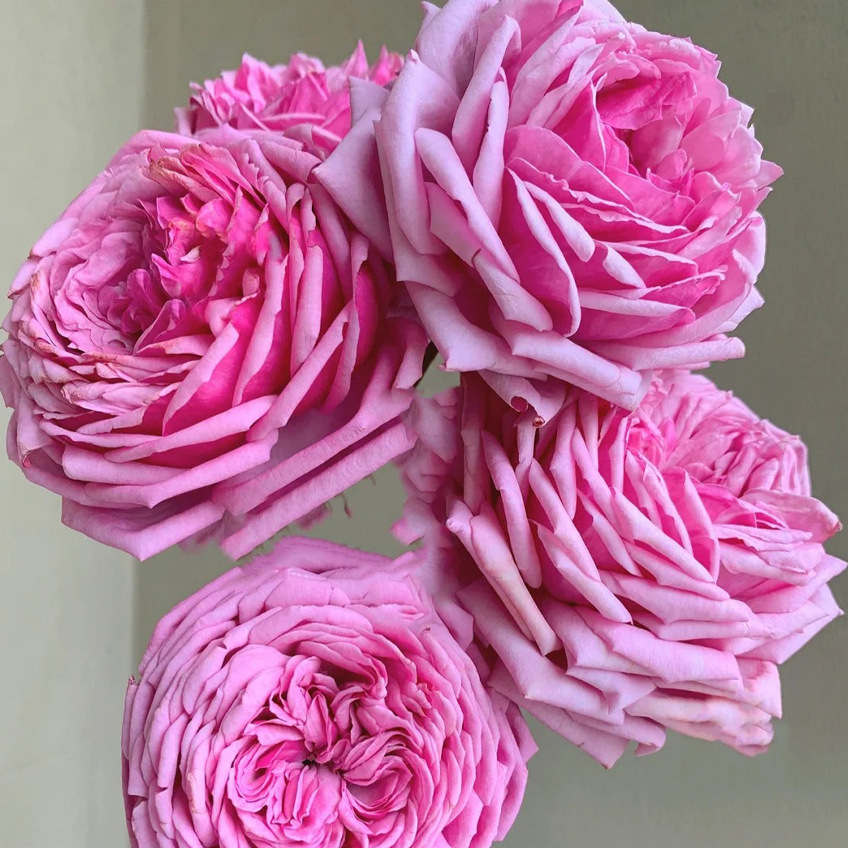 Yua Japanese Florist Shrub Rose