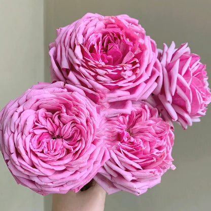 Yua Japanese Florist Shrub Rose