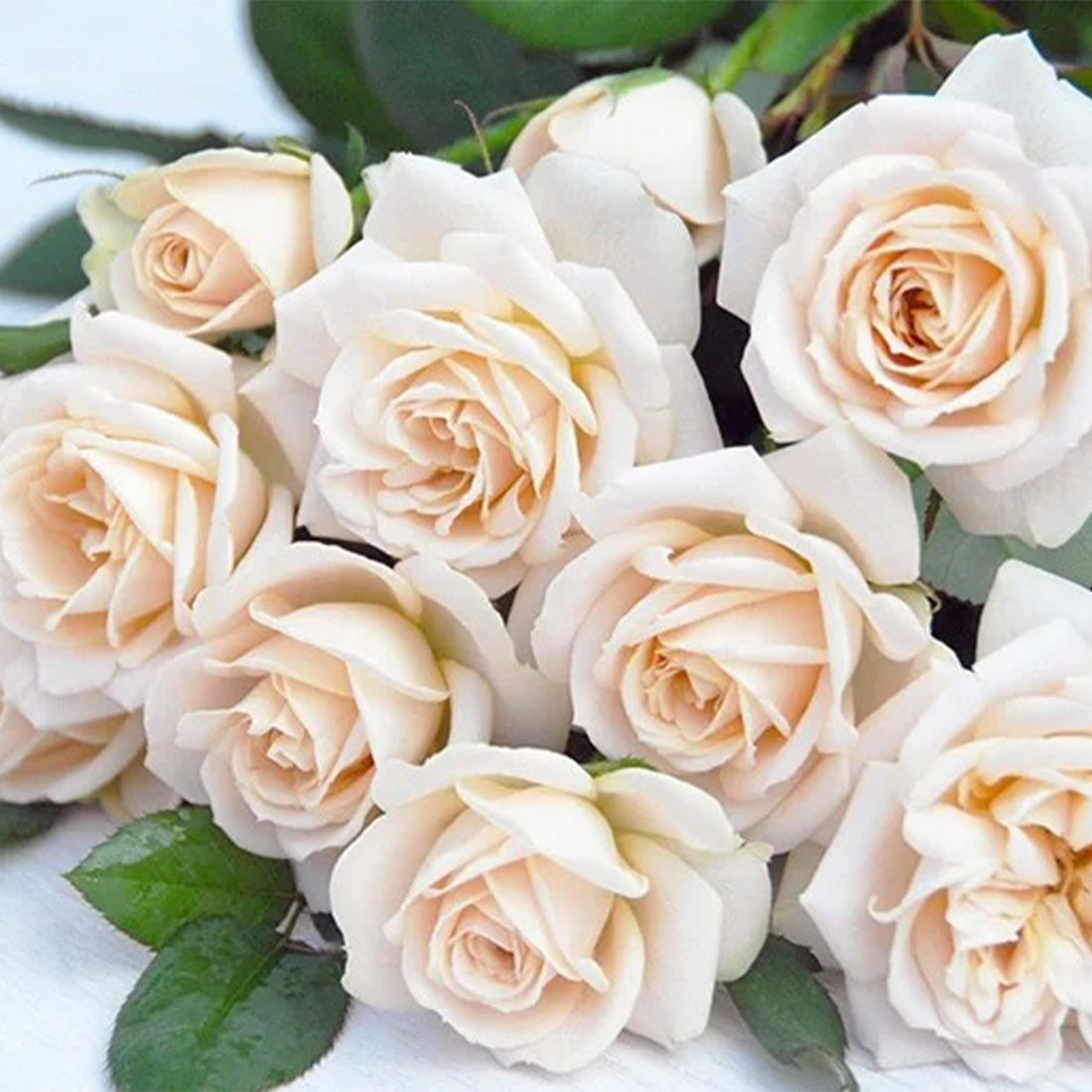 Yui Japanese Florist Shrub Rose