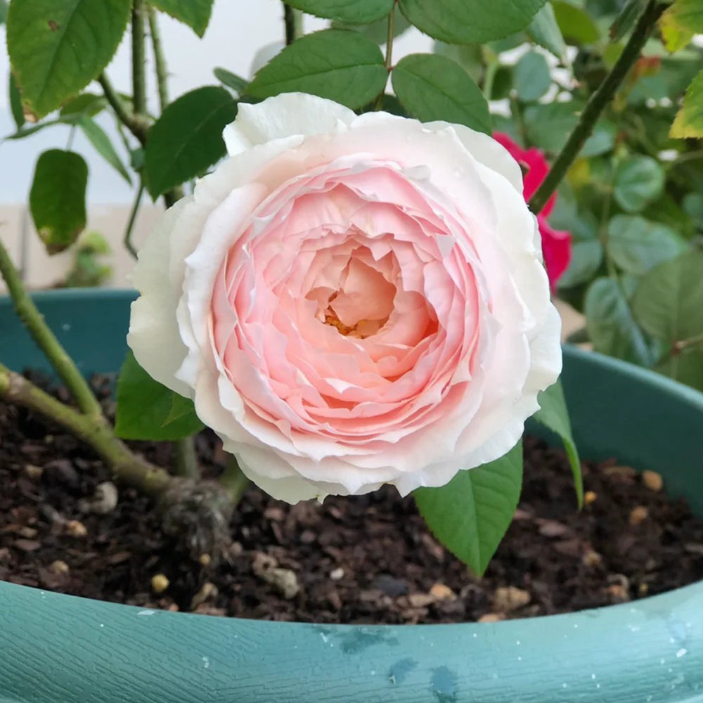 Yuka Japanese Florist Shrub Rose