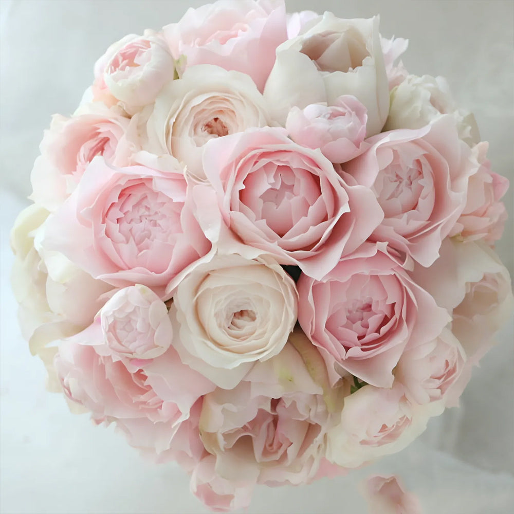 Japan Best Scented Roses Yuka Japanese Florist Shrub Rose For Sale – Highgarden Roses