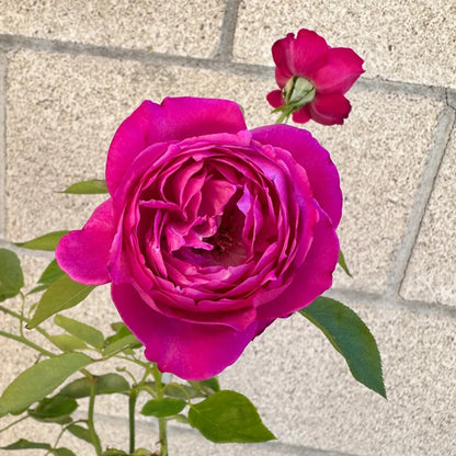 Yves Brown Japanese Florist Shrub Rose