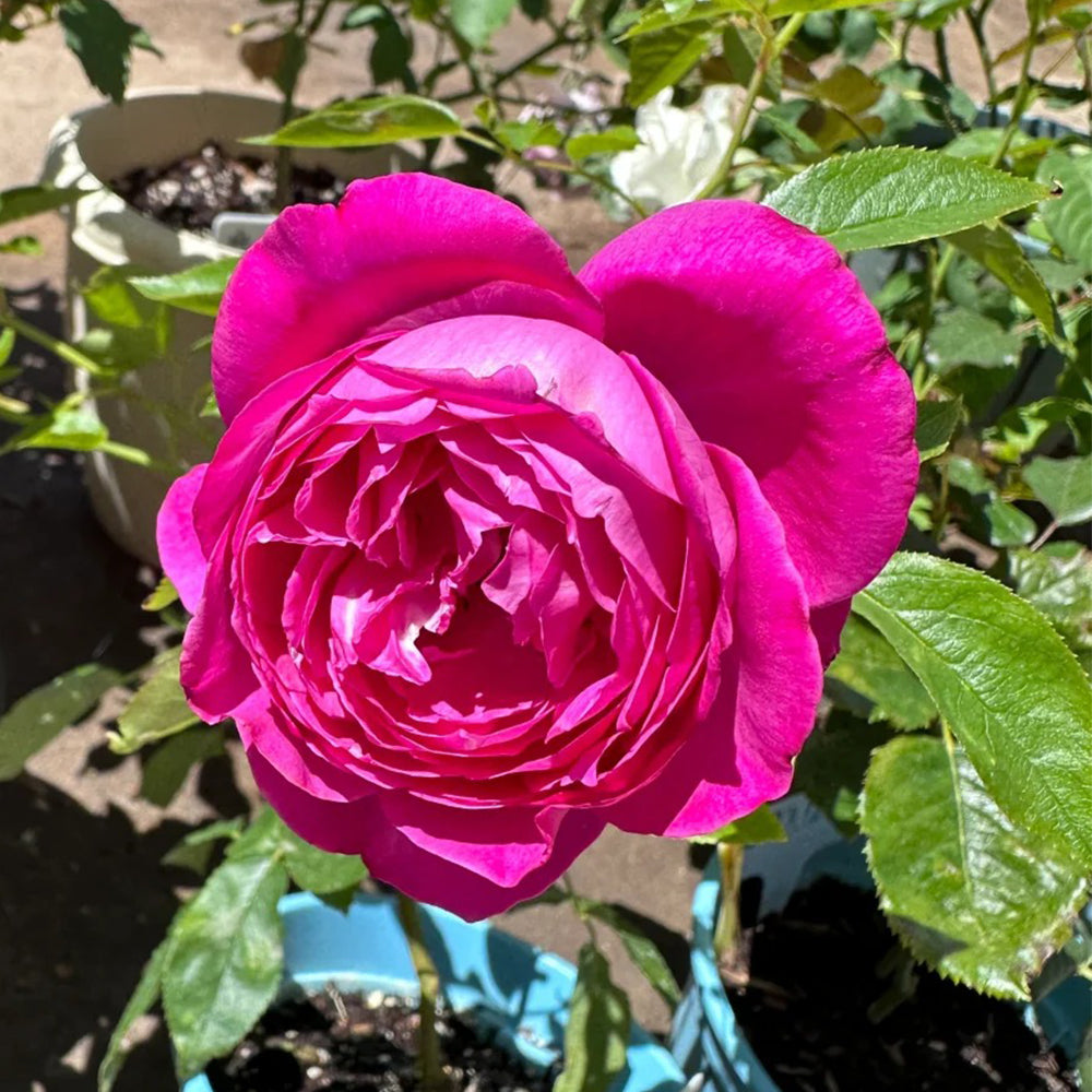 Yves Brown Japanese Florist Shrub Rose – Highgarden Roses