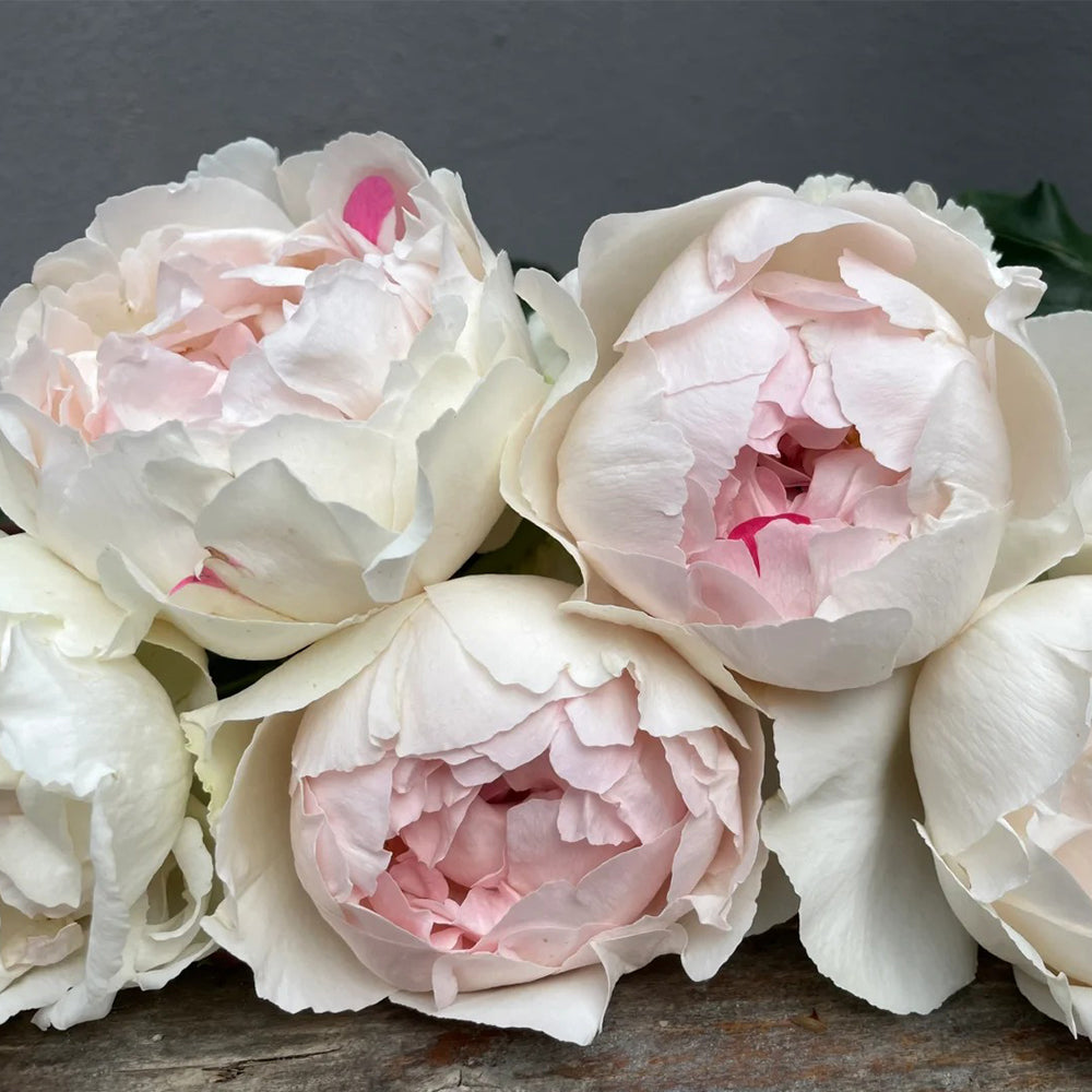 Yves Chanter Marie Japanese Florist Shrub Rose For Sale