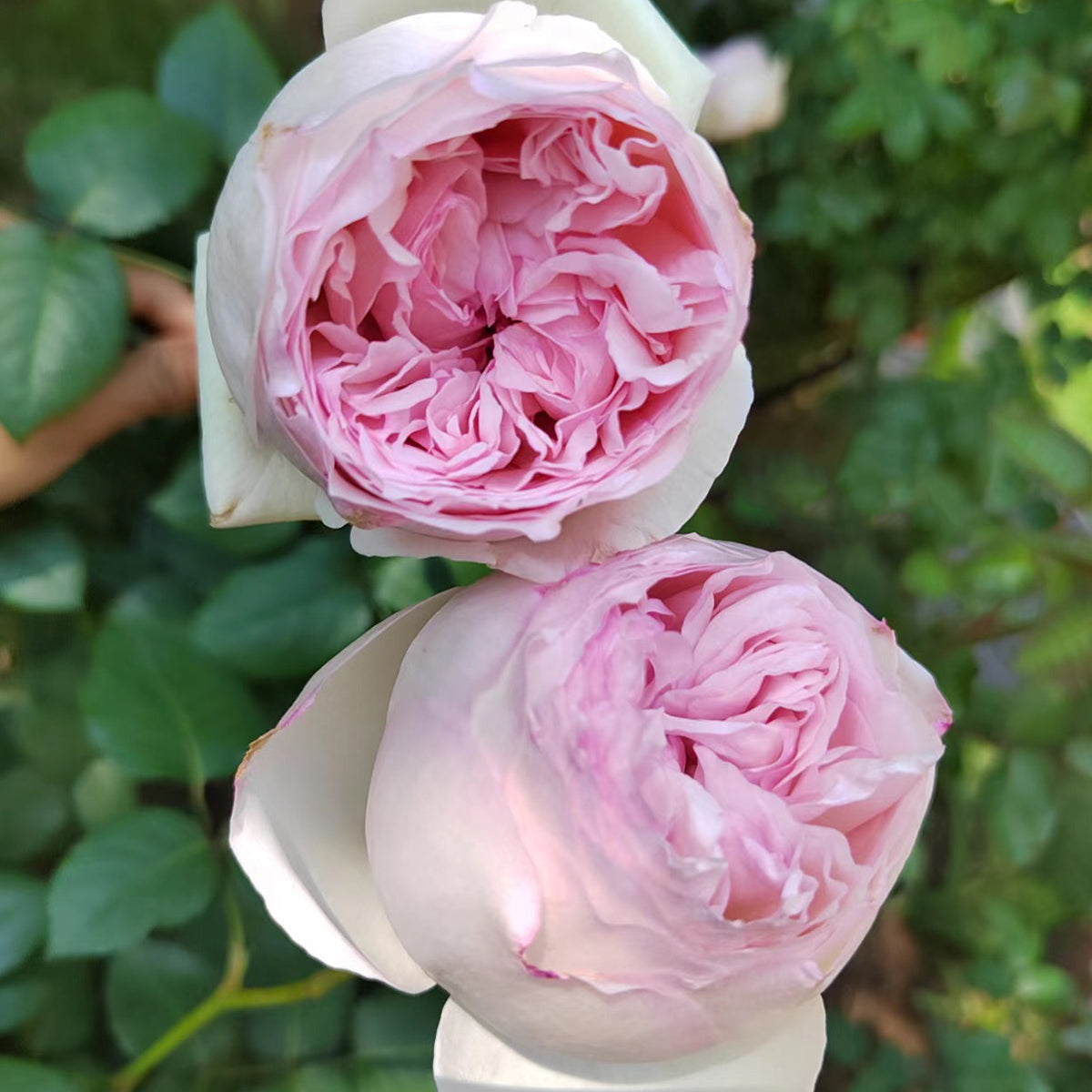 Yves L'esprit de Fille Japanese Florist Shrub Rose – Highgarden Roses