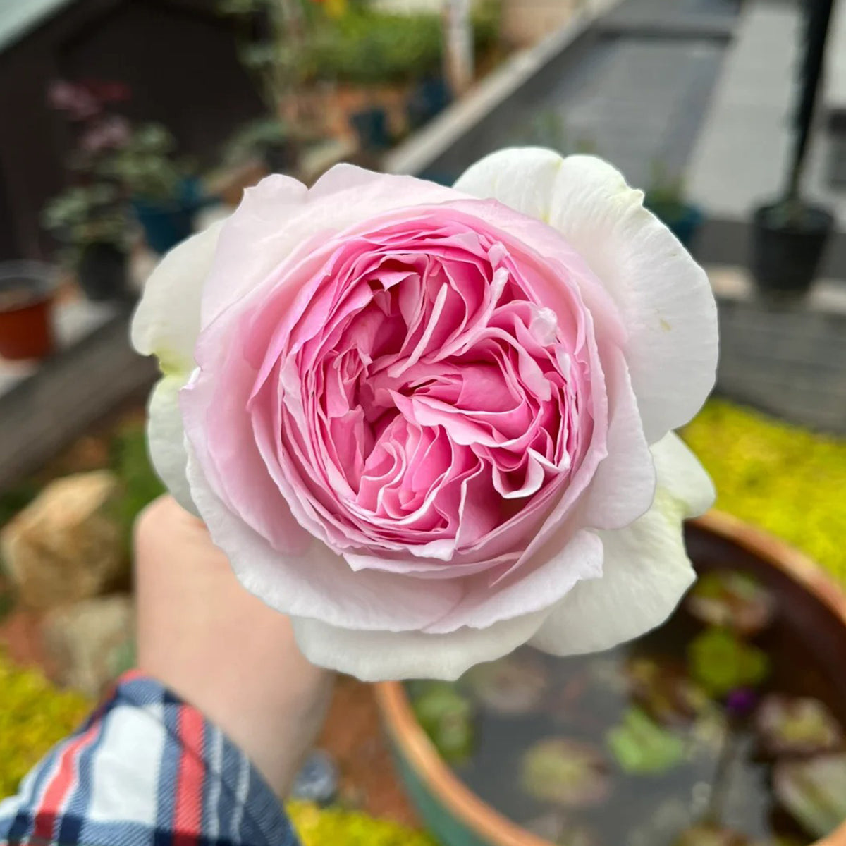 Rose プロフ必読 Yves L'esprit de Fille Japanese Florist Shrub Rose – Highgarden Roses
