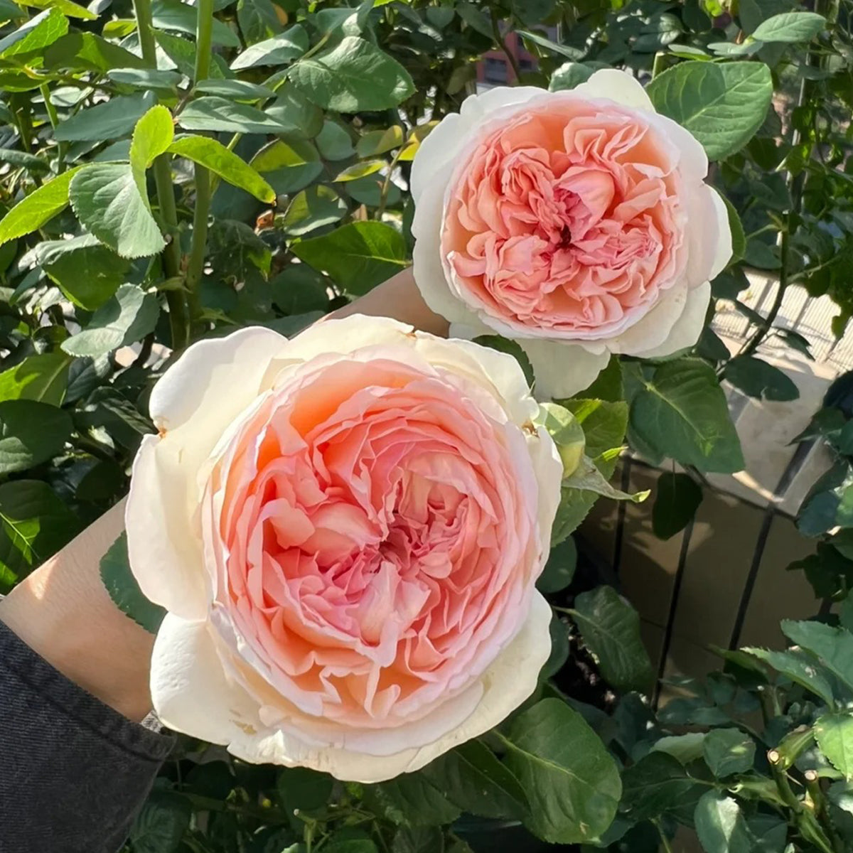 Yves L'esprit de Fille Japanese Florist Shrub Rose – Highgarden Roses