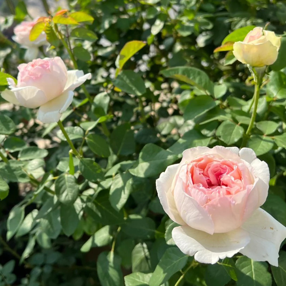 Yves L'esprit de Fille Japanese Florist Shrub Rose – Highgarden Roses