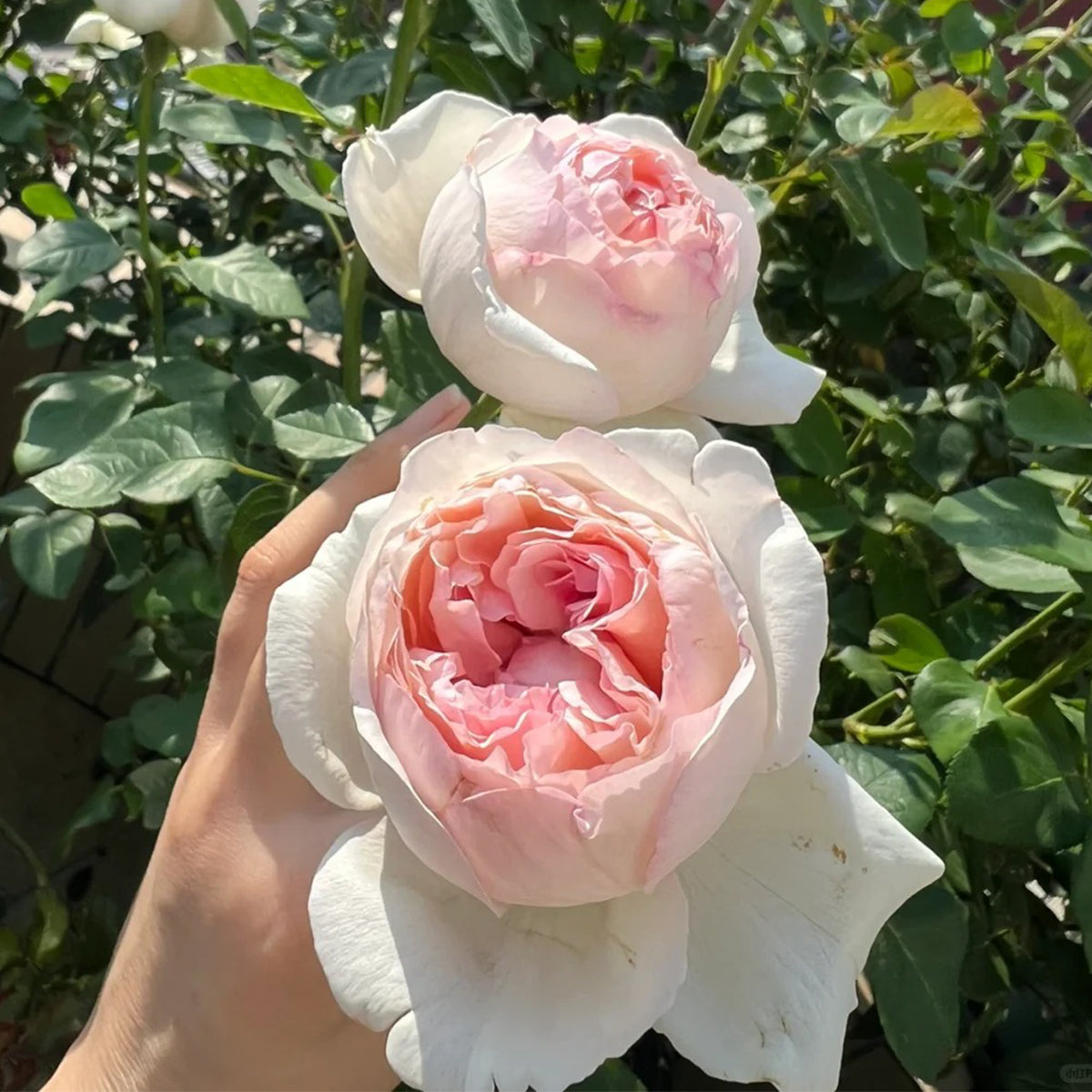 Yves L'esprit de Fille Japanese Florist Shrub Rose – Highgarden Roses