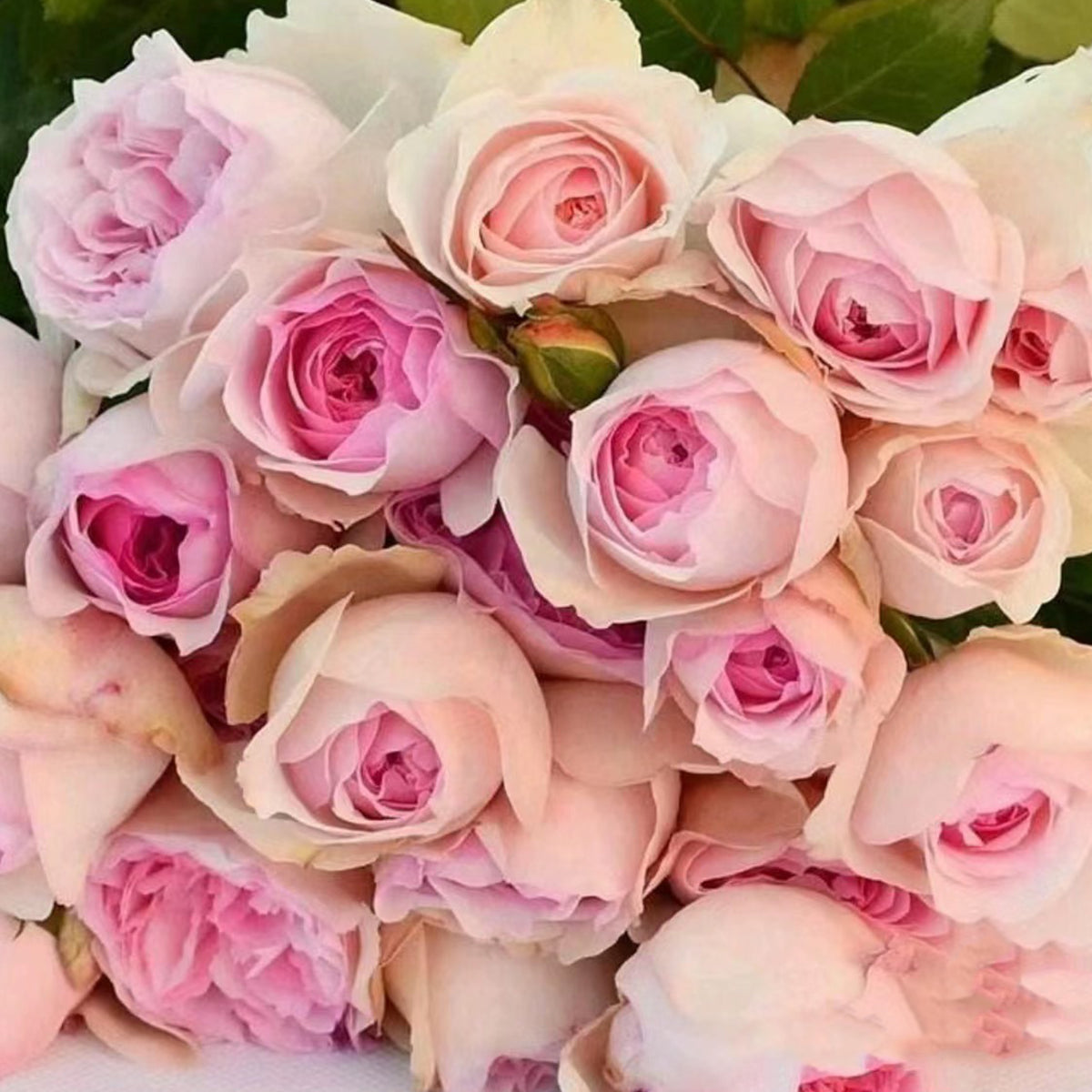 Yves L'esprit de Fille Japanese Florist Shrub Rose – Highgarden Roses