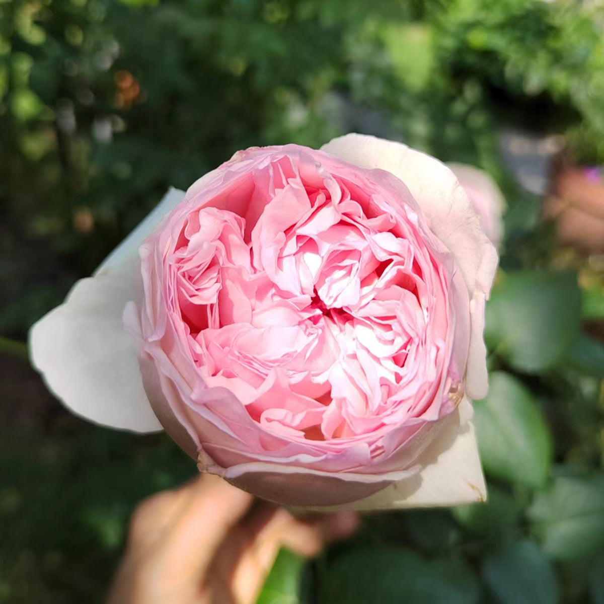 Yves L'esprit de Fille Japanese Florist Shrub Rose – Highgarden Roses