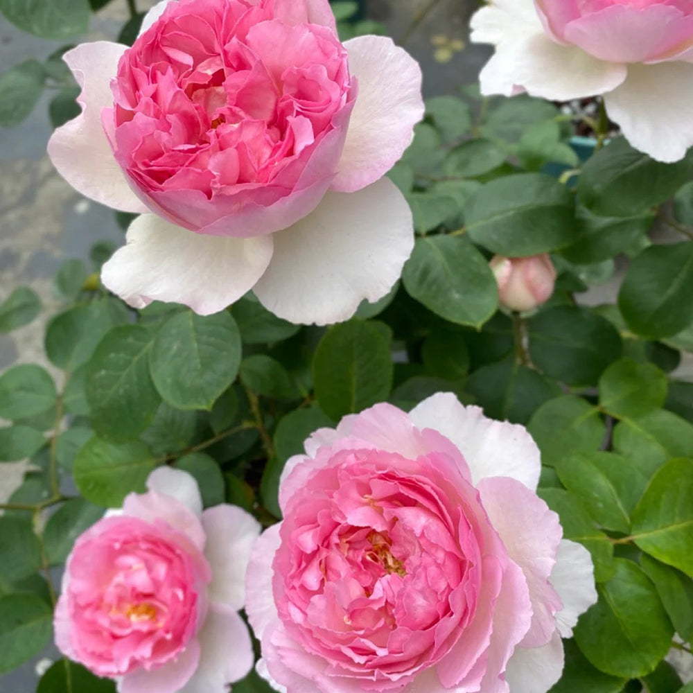 Yves Le Métropole Japanese Florist Shrub Rose