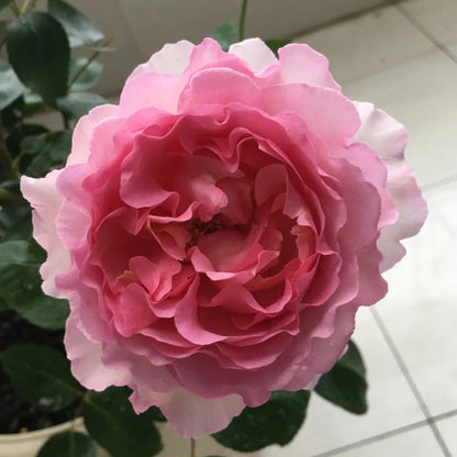 Yves Le Métropole Japanese Florist Shrub Rose