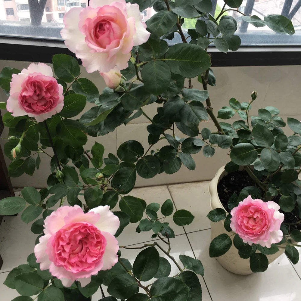 Yves Le Métropole Japanese Florist Shrub Rose – Highgarden Roses