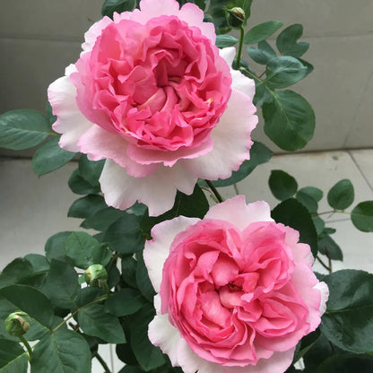 Yves Le Métropole Japanese Florist Shrub Rose