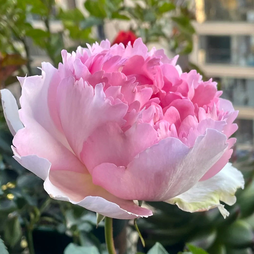 Yves Le Métropole Japanese Florist Shrub Rose – Highgarden Roses