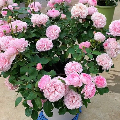 Yves Le Métropole Japanese Florist Shrub Rose