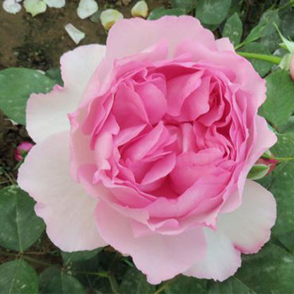 Yves Le Métropole Japanese Florist Shrub Rose