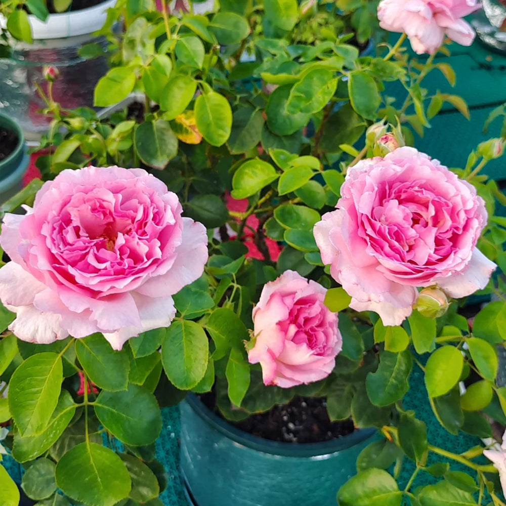 Yves Le Métropole Japanese Florist Shrub Rose