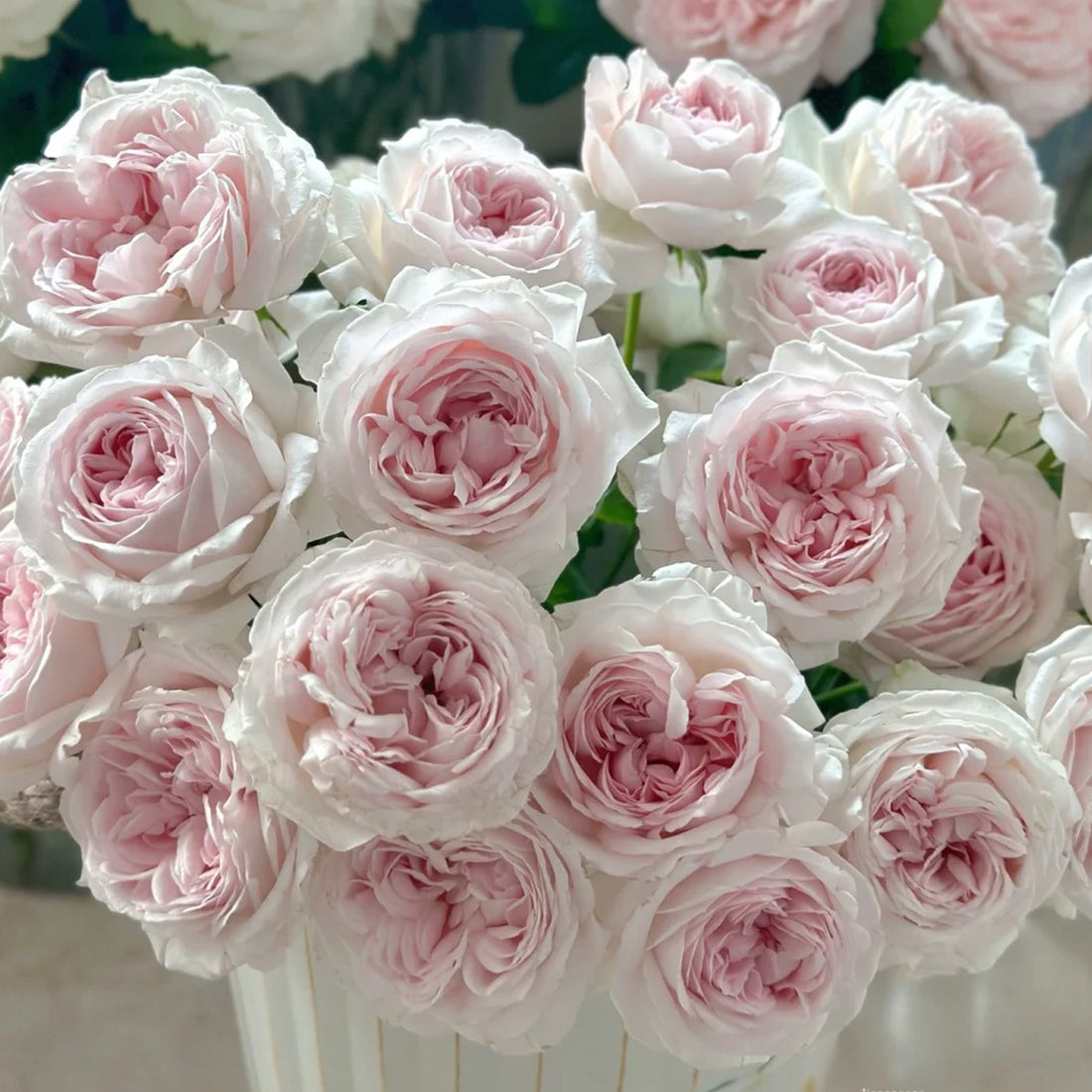 Yves M-Wedding Box Japanese Florist Shrub Rose