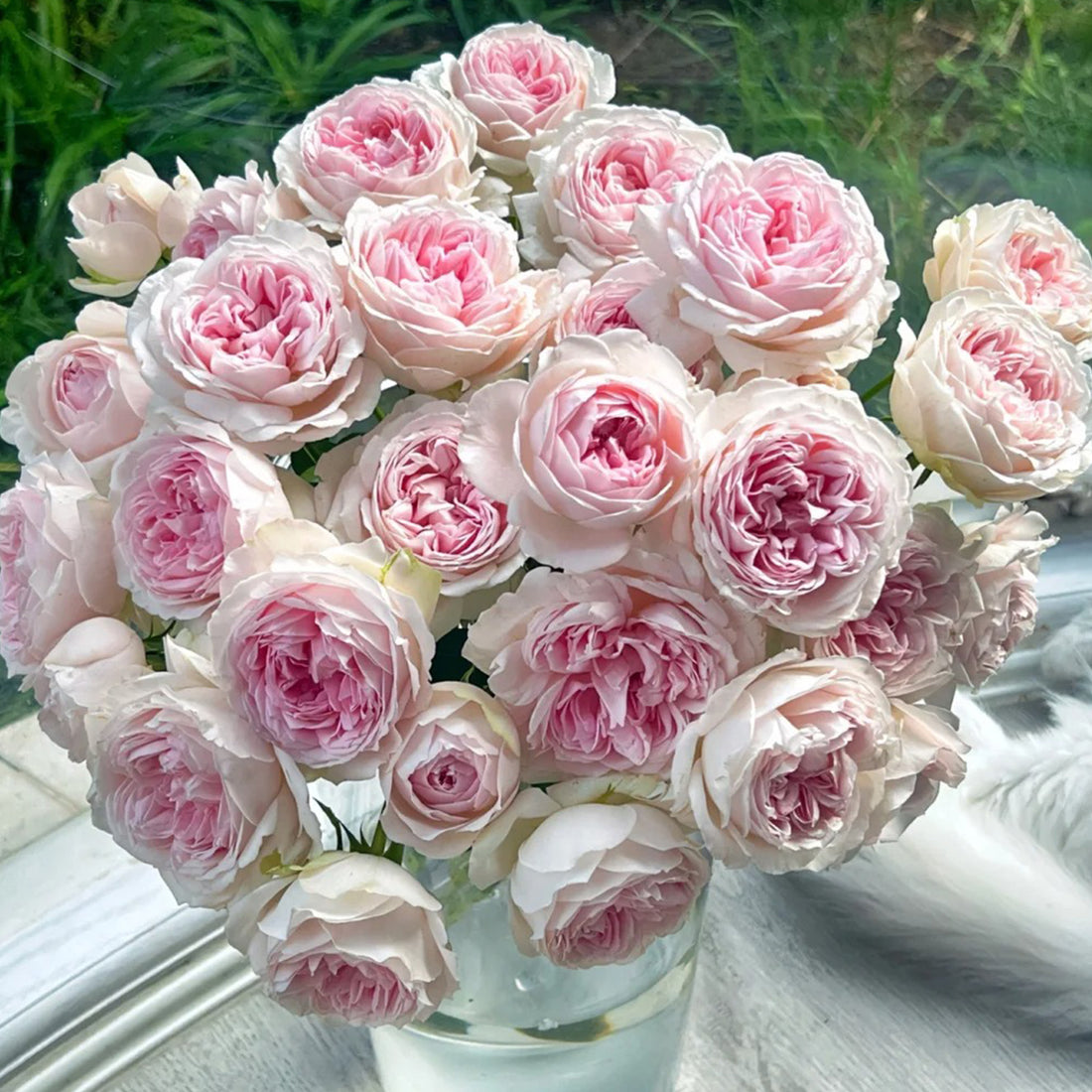 Yves M-Wedding Box Japanese Florist Shrub Rose