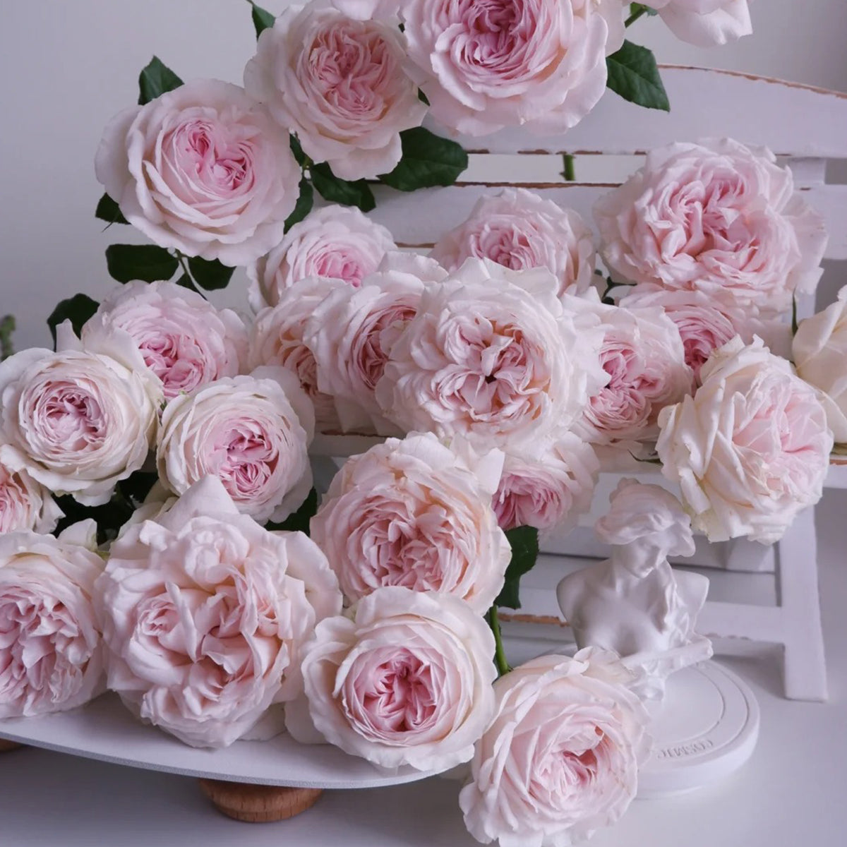 その他 Rose marry SPJ176，Marie Rose 玛丽，Japanese Shrub Rose，Non-Grafted
