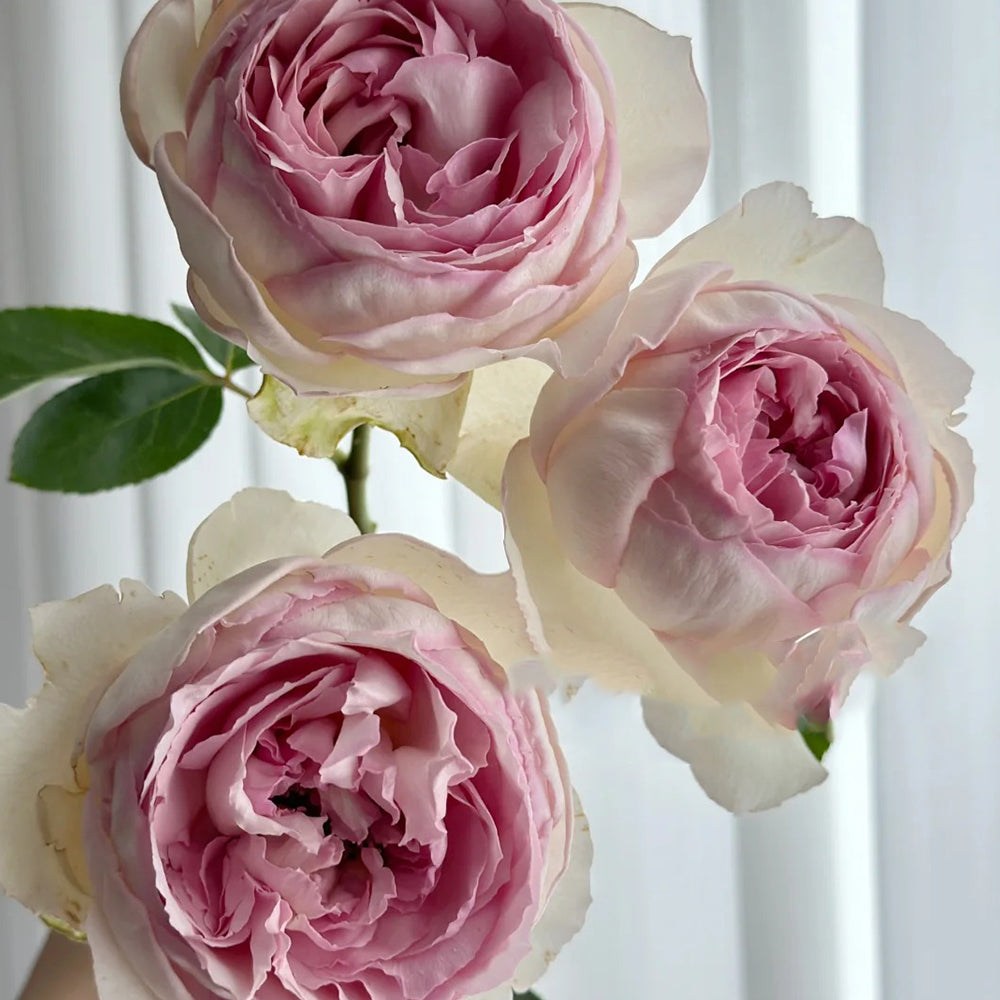 Yves No. 4 Japanese Florist Shrub Rose – Highgarden Roses