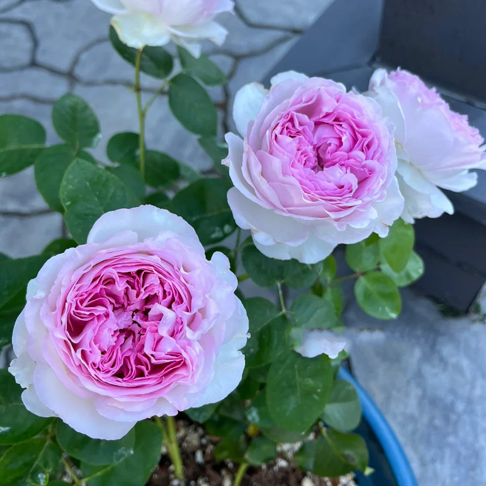 Yves No. 4 Japanese Florist Shrub Rose – Highgarden Roses