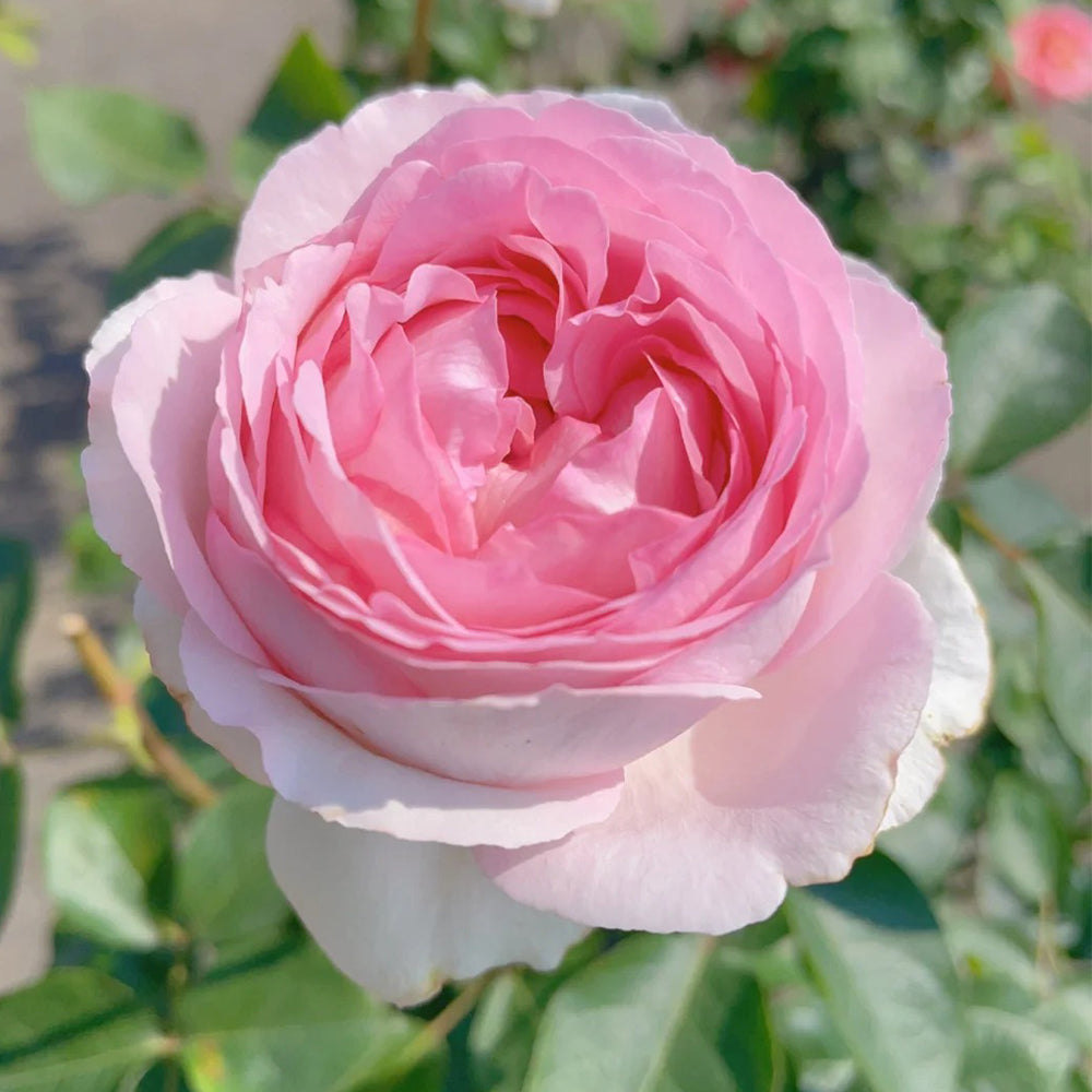 Yves No. 4 Japanese Florist Shrub Rose