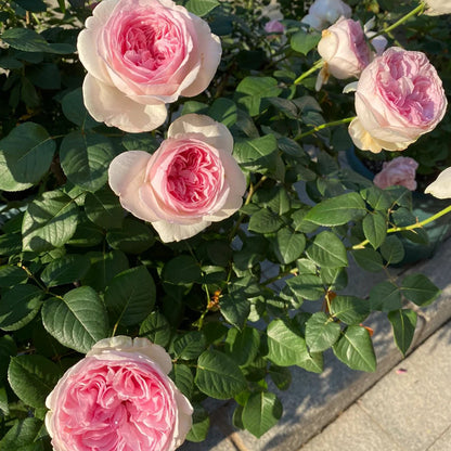 Yves No. 4 Japanese Florist Shrub Rose