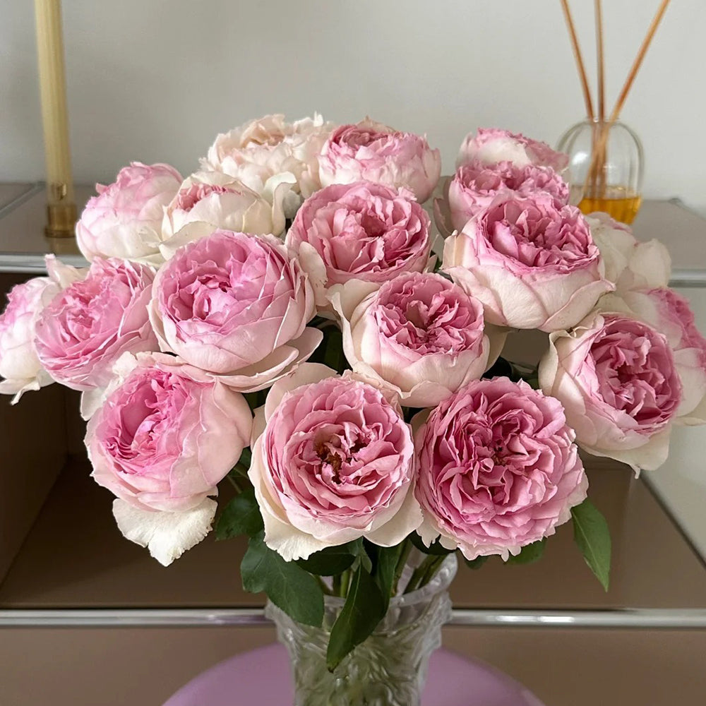 その他 Rose marry SPJ176，Marie Rose 玛丽，Japanese Shrub Rose，Non-Grafted