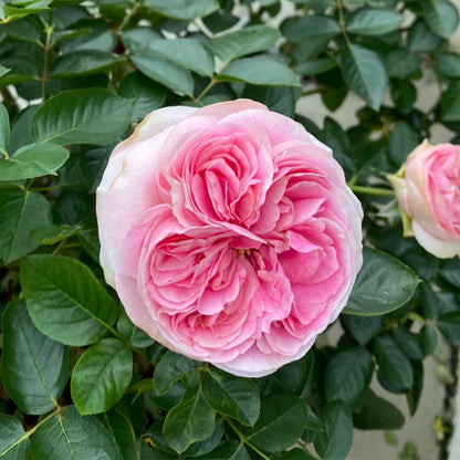 Yves No. 4 Japanese Florist Shrub Rose