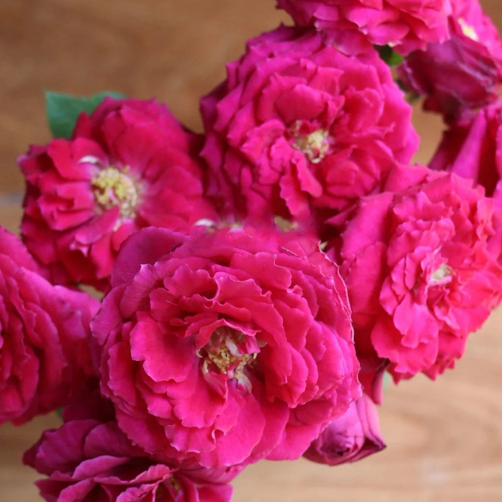 ＊Rose＊プロフ必読 Yves Ruby Japanese Florist Shrub Rose – Highgarden Roses