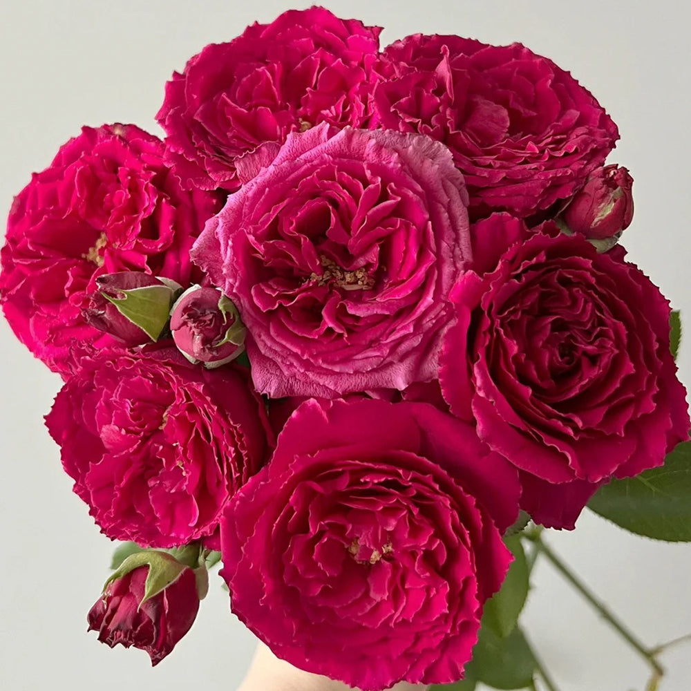 Yves Ruby Japanese Florist Shrub Rose