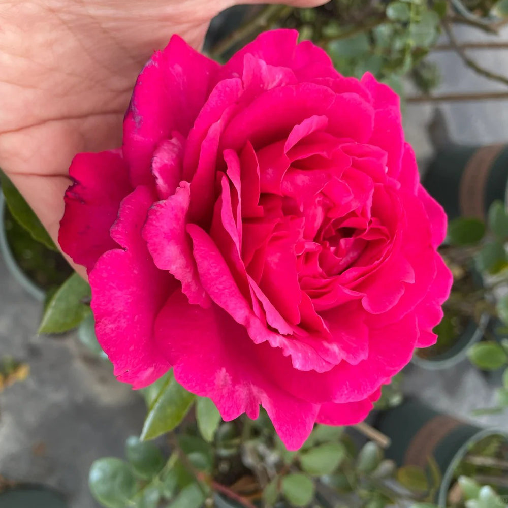 Yves Ruby Japanese Florist Shrub Rose