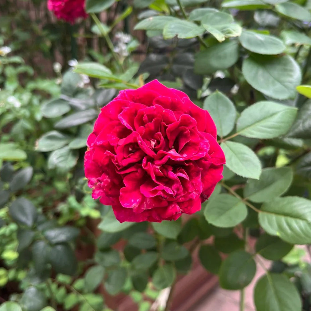 Yves Ruby Japanese Florist Shrub Rose