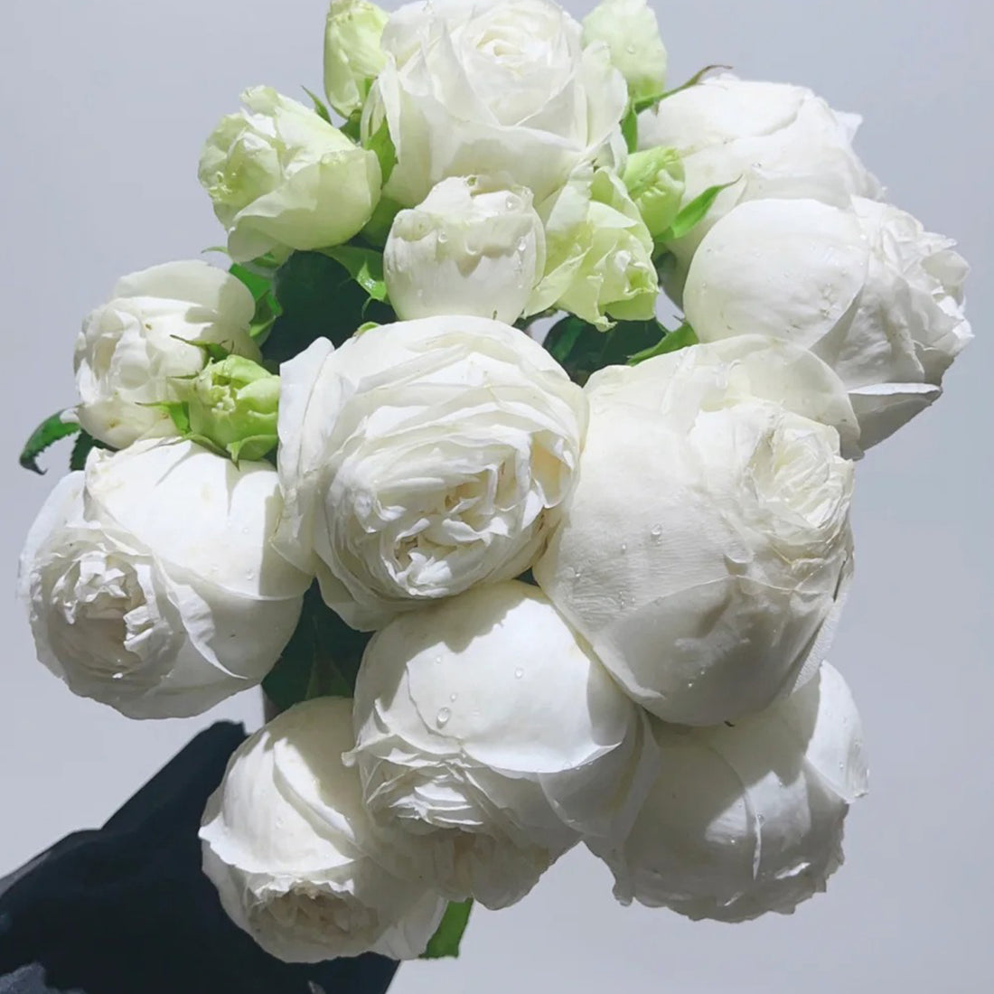 Yves Wedding Road Japanese Florist Shrub Rose