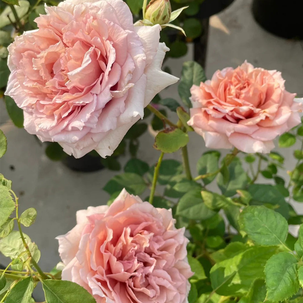 Ariel Japanese Garden Shrub Rose