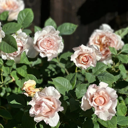 Ariel Japanese Garden Shrub Rose