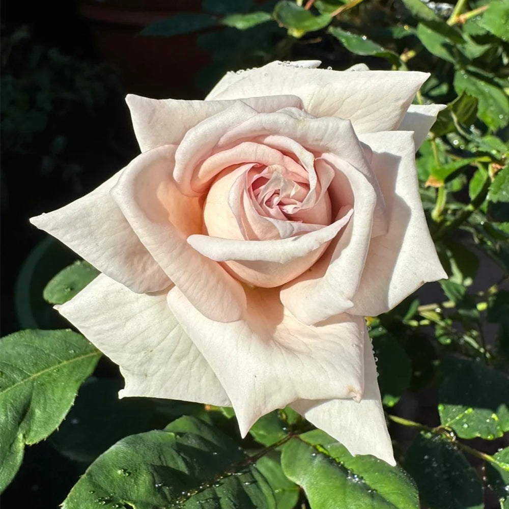 Ariel Japanese Garden Shrub Rose