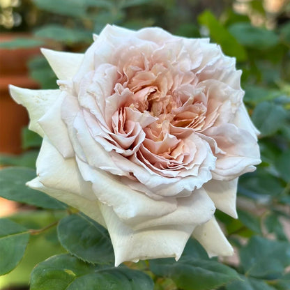 Ariel Japanese Garden Shrub Rose